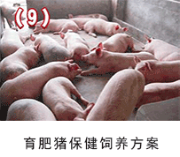 育肥豬保健飼養方案